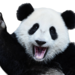 Panda Rose