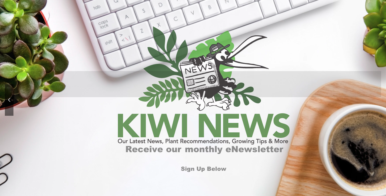 Kiwi Nurseries - KIWI NEWS