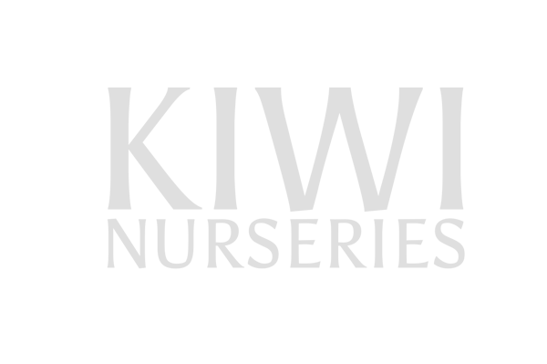 Kiwi_cor